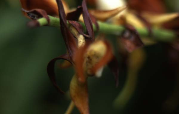 Copyright 2011 Ralph Michael Morgan