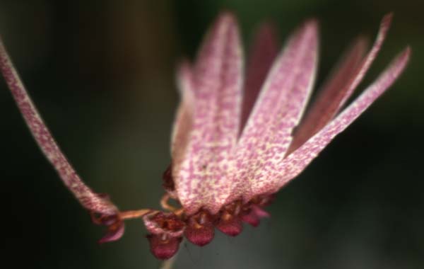 copyright 2011 Ralph Michael Morgan