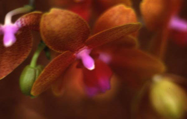 Copyright 2011 Ralph Michael Morgan