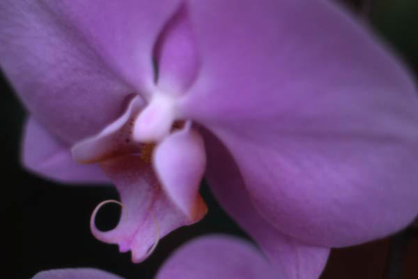 Copyright 2011 Ralph Michael Morgan