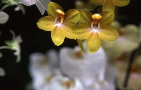 Copyright 2011 Ralph Michael Morgan