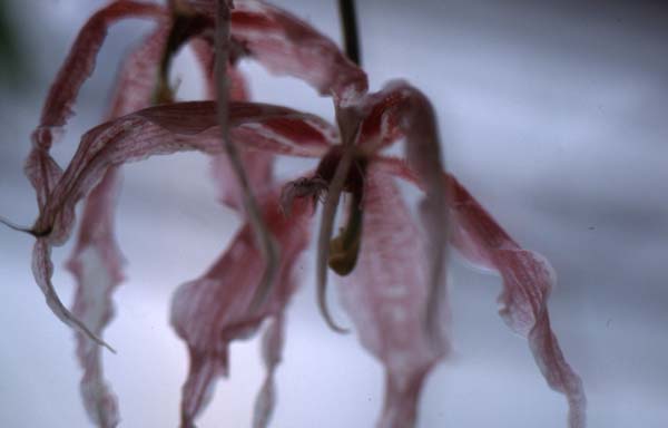 Copyright 2011 Ralph Michael Morgan