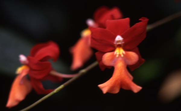 Copyright 2011 Ralph Michael Morgan