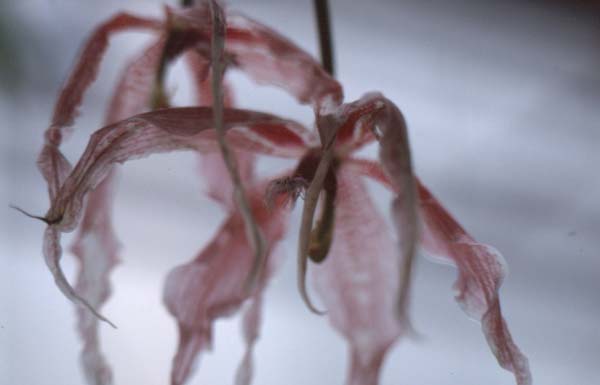 Copyright 2011 Ralph Michael Morgan