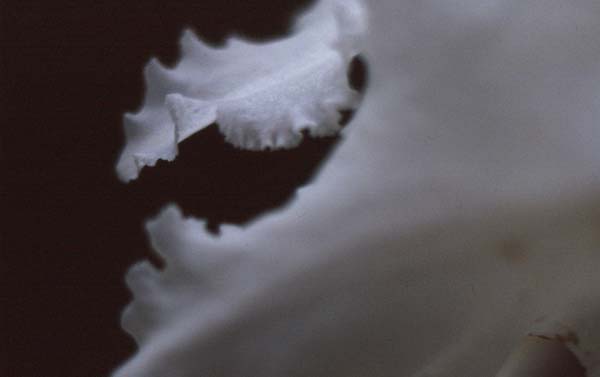 Copyright 2011 Ralph Michael Morgan