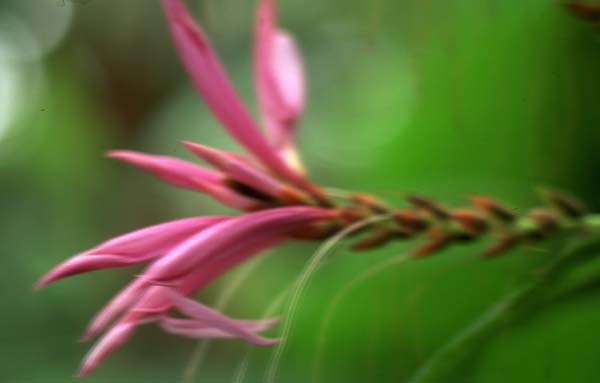 Copyright 2011 Ralph Michael Morgan