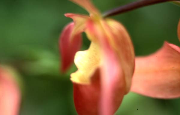 Copyright 2011 Ralph Michael Morgan