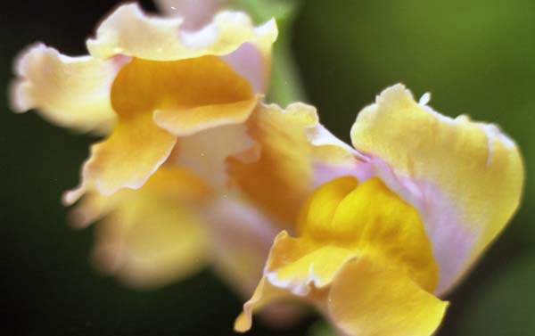 Copyright 2011 Ralph Michael Morgan