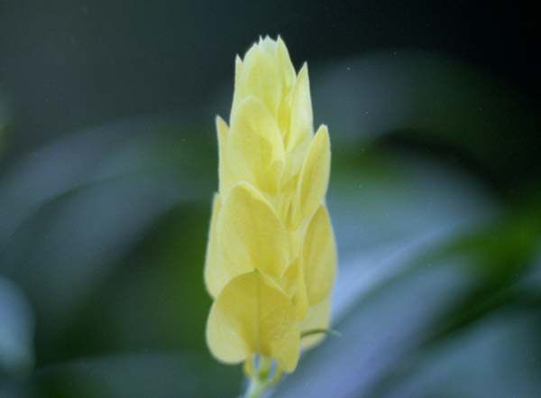 Copyright 2011 Ralph Michael Morgan