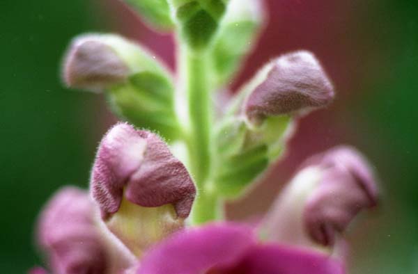 Copyright 2011 Ralph Michael Morgan