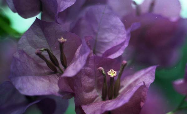 Copyright 2011 Ralph Michael Morgan