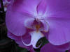 Orchid Closeup